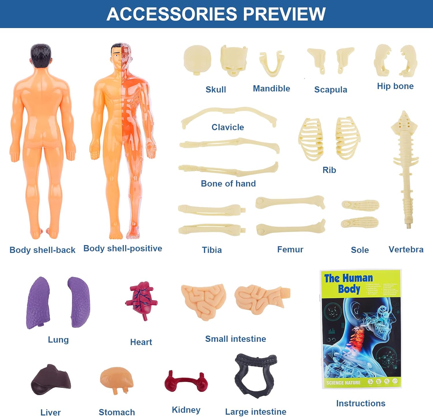 Human Anatomy Education Model Figure